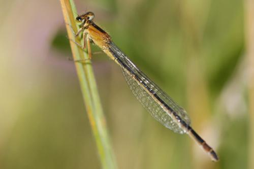 Ischnura elegans
