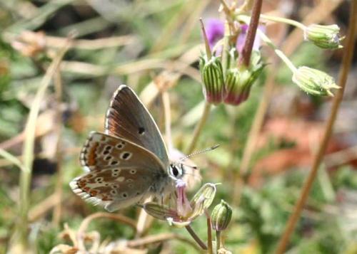 Réf. 48 332 : Aricia morronensis