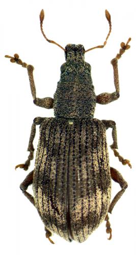 Polydrusus tereticollis