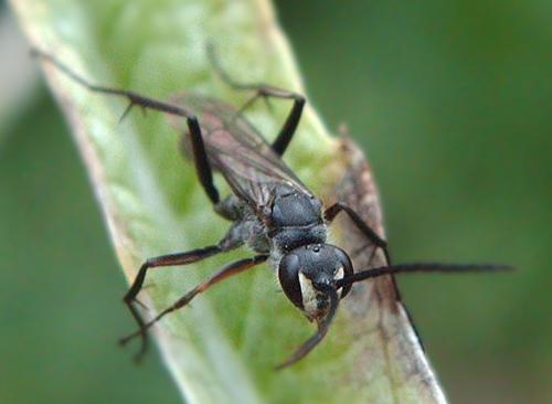 Auplopus carbonarius