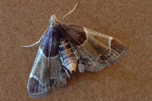 Réf. 48 780 : Pyralis farinalis