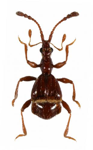 Pselaphus heisei