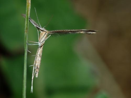 Réf. 48 998 : Stenoptilia sp.