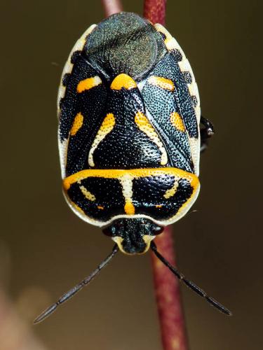Eurydema fieberi