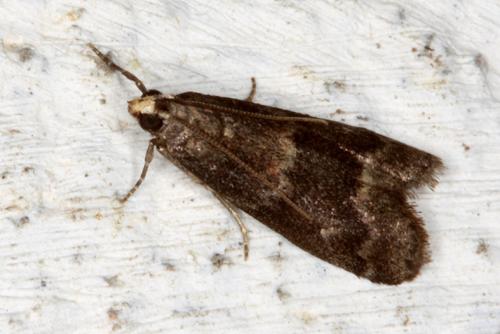 Réf. 48 545 : Salebriopsis albicilla