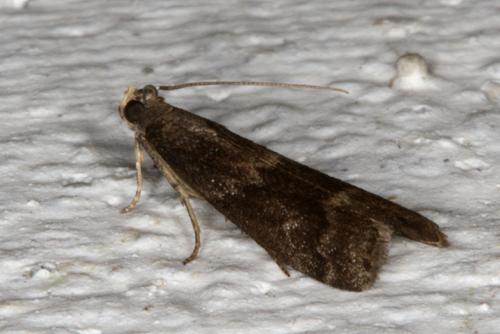 Réf. 48 544 : Salebriopsis albicilla