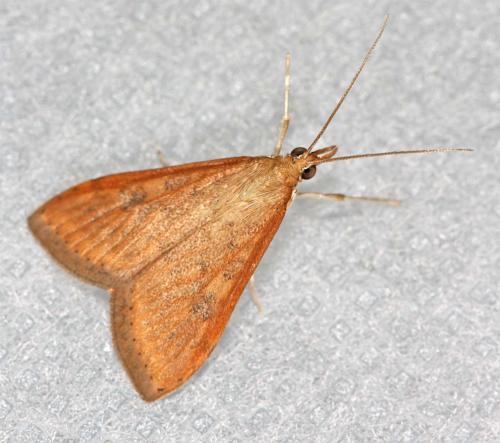 Réf. 48 152 : Udea ferrugalis