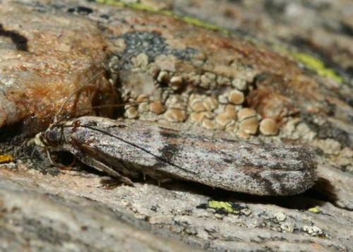 Cadra furcatella
