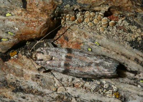 Cadra furcatella