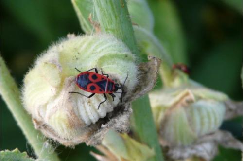 Pyrrhocoris apterus
