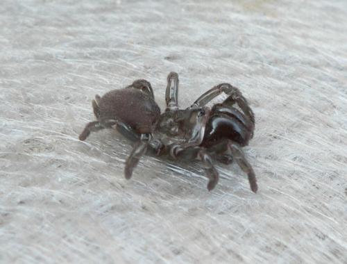 Atypus sp.