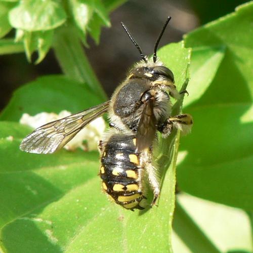 Anthidium manicatum
