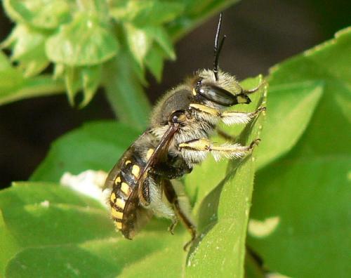 Réf. 48 774 : Anthidium manicatum