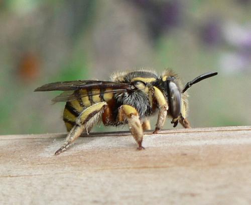 Anthidium manicatum