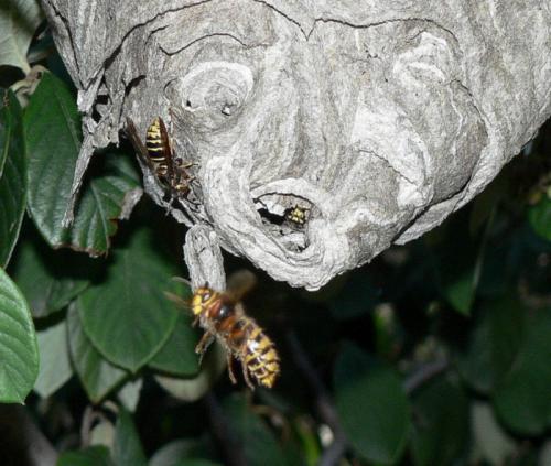 Réf. 48 498 : Dolichovespula media
