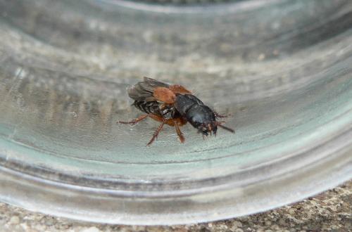Réf. 48 237 : Platydracus stercorarius