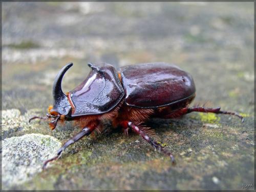 Réf. 48 988 : Oryctes nasicornis