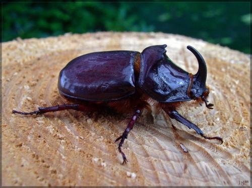 Oryctes nasicornis