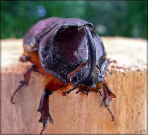 Oryctes nasicornis