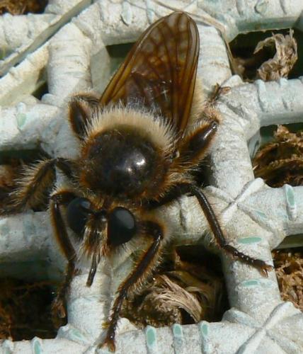 Réf. 48 043 : Laphria flava