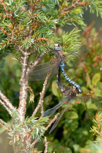 Réf. 48 725 : Aeshna caerulea