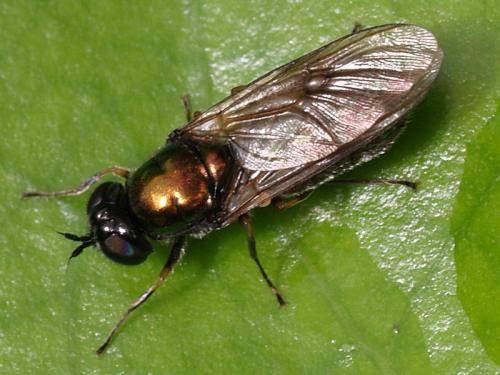 Réf. 48 755 : Chloromyia formosa