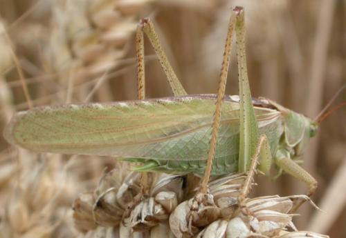 Tettigonia viridissima