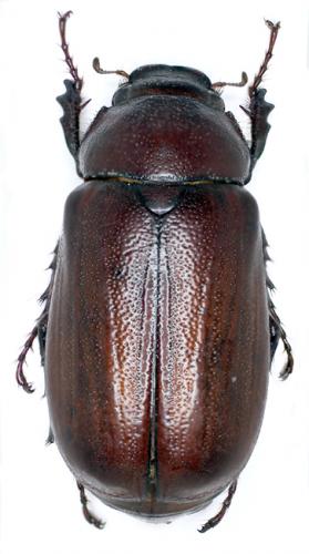 Holotrichia pinguis