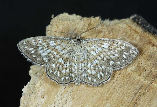 Réf. 48 477 : Scopula tessellaria