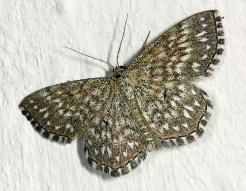 Réf. 48 516 : Scopula tessellaria