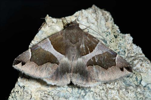 Réf. 48 604 : Dysgonia algira