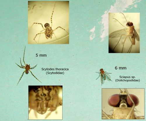 Réf. 48 134 : Scytodes thoracica