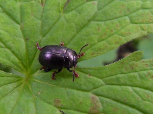 Réf. 48 950 : Chrysolina sturmi