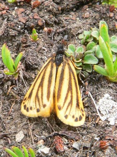 Réf. 48 489 : Setina aurita