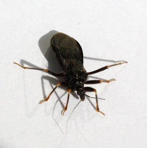 Reduvius sp.