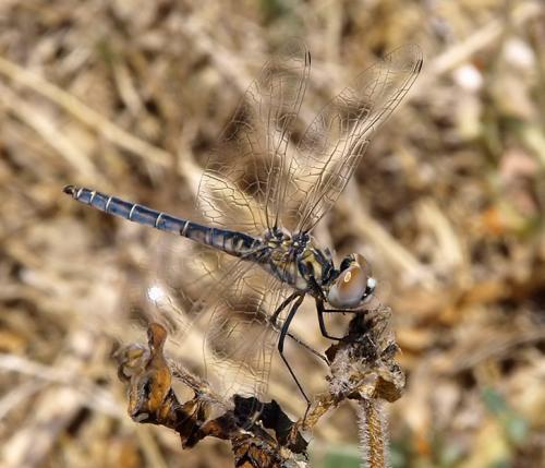 Selysiothemis nigra