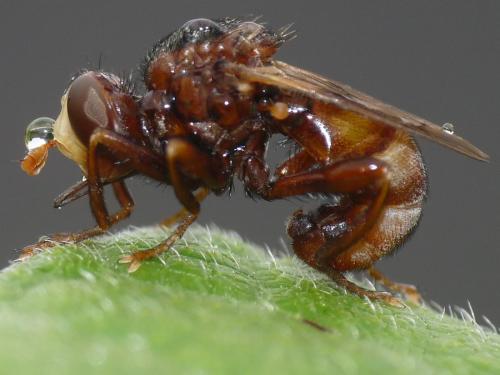 Réf. 48 451 : Sicus ferrugineus