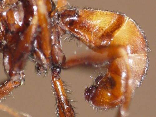 Sicus ferrugineus