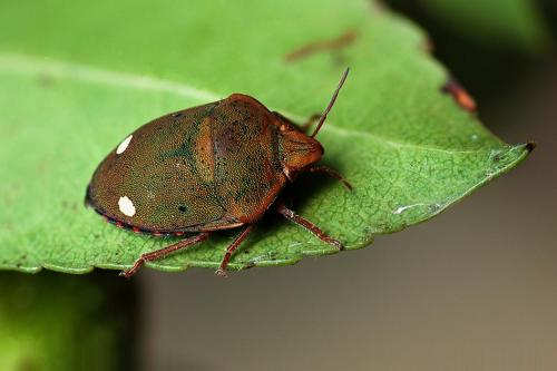 Solenosthedium bilunatum