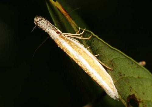 Pleurota aristella