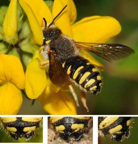 Anthidium oblongatum