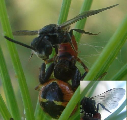 Sphecodes sp.