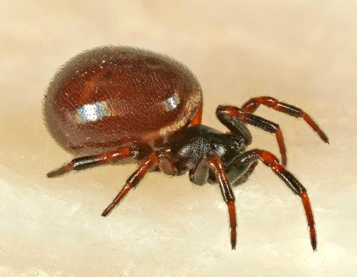 Asagena phalerata