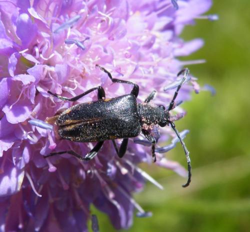 Brachyta interrogationis