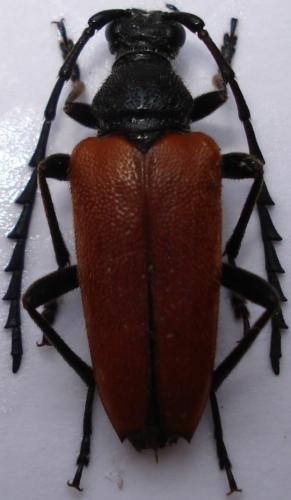 Réf. 48 431 : Stictoleptura fontenayi