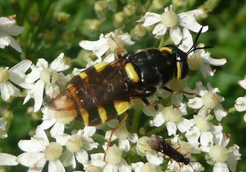 Stratiomys potamida