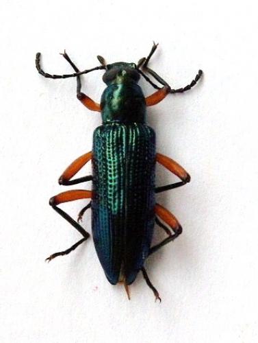 Strongylium sp.