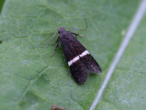 Réf. 48 902 : Syncopacma sp.