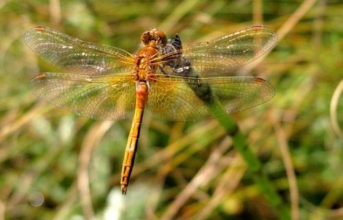 Réf. 48 283 : Sympetrum flaveolum