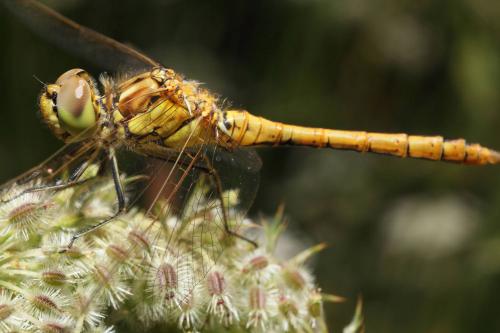 Sympetrum vulgatum